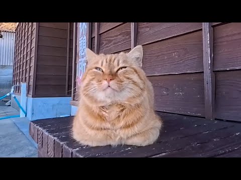 猫島のフェリー乗り場でまったり休憩中の猫たちをナデナデ…癒しが限界すぎた(YouTube)