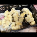 メスのオオトカゲに変化があったのだが、、、気づいていませんでした【爬虫類ごはんあげラジオ08】(YouTube)