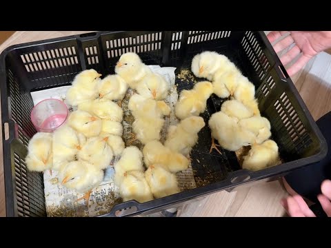 メスのオオトカゲに変化があったのだが、、、気づいていませんでした【爬虫類ごはんあげラジオ08】(YouTube)