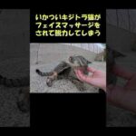 いかついキジトラ猫がフェイスマッサージをされて脱力してしまう #猫 #ねこ #cat(YouTube)