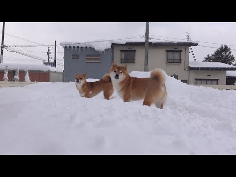 雪の散歩、離れられない柴犬。(YouTube)