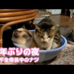 腎不全療養中のナツ 3年ぶりの我が家での夜   2026 01 07 1(YouTube)