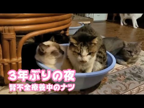 腎不全療養中のナツ 3年ぶりの我が家での夜   2026 01 07 1(YouTube)