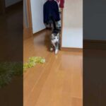 ニャウニャウニャウ(YouTube)