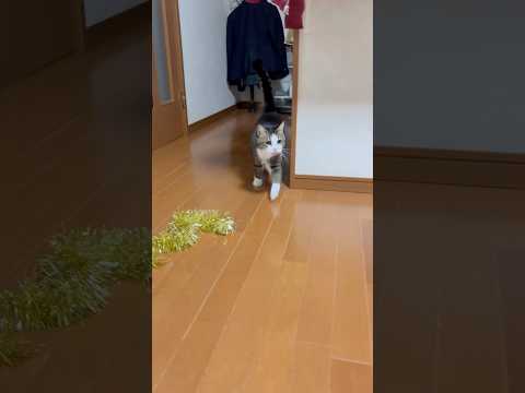 ニャウニャウニャウ(YouTube)