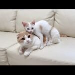 保護した子猫と先輩猫を対面させたら懐きすぎて3日でまさかのこうなってしまいました…(YouTube)