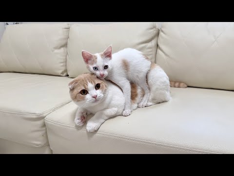 保護した子猫と先輩猫を対面させたら懐きすぎて3日でまさかのこうなってしまいました…(YouTube)