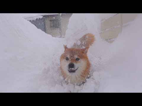 長期寒波の最終日、柴犬が全力で挑んだ結果(YouTube)