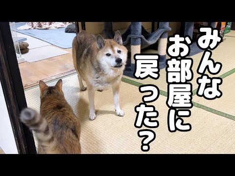 猫たちの親である柴犬はお部屋に戻る時も戻った後もずっと猫たちのことを考えてくれています(YouTube)