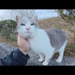 初対面なのに、喉をゴロゴロと鳴らして甘えてくる灰シロ猫ちゃん(YouTube)