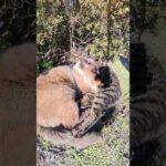 シャム猫がお友達のキジトラ猫をクッションにしてお昼寝する #猫 #ねこ #cat(YouTube)