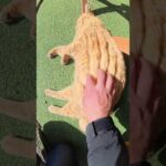 バーベキュー屋さんで爆睡する茶トラ猫 #猫 #ねこ #cat(YouTube)