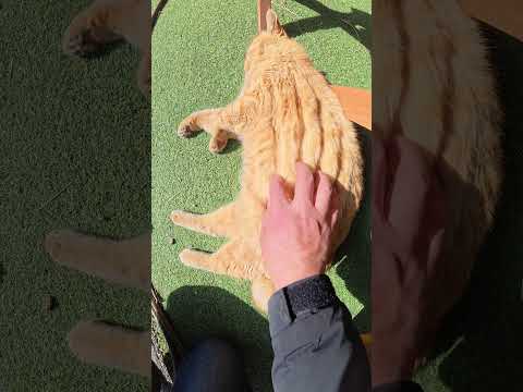 バーベキュー屋さんで爆睡する茶トラ猫 #猫 #ねこ #cat(YouTube)