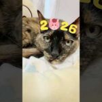 あけましておめでとうございます🐴 #shorts(YouTube)