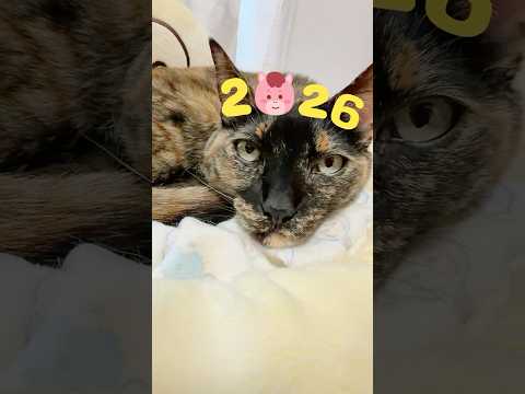 あけましておめでとうございます🐴 #shorts(YouTube)