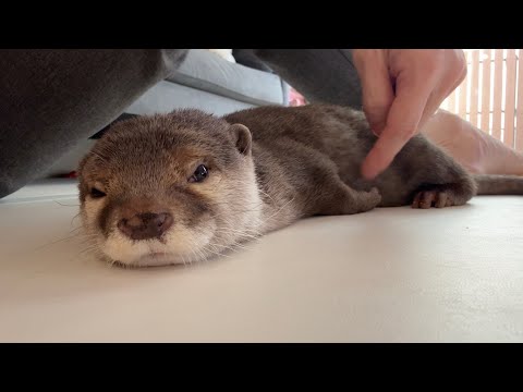 そっくりな寝方する猫2匹、カワウソと3歳児 Two cats sleeping in identical poses, an otter, and a 3-year-old child(YouTube)