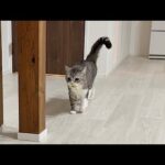 夜中におもちゃを引っ張り出しておねだりしてくる猫に困ってます…笑(YouTube)