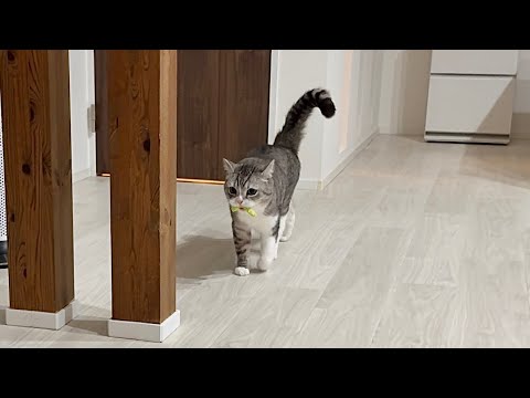 夜中におもちゃを引っ張り出しておねだりしてくる猫に困ってます…笑(YouTube)