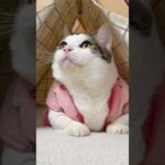 なんかめでたい(YouTube)