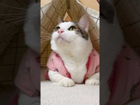 なんかめでたい(YouTube)