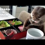新年からほっこり笑えるカワウソのお正月！　Otters Kick Off the New Year with a Bang(YouTube)