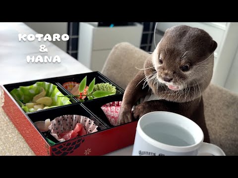 新年からほっこり笑えるカワウソのお正月！　Otters Kick Off the New Year with a Bang(YouTube)