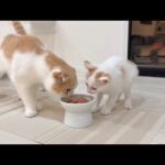 先輩猫にごはんを横取りされた新入り猫がとんでもない行動に出て大変なことに…(YouTube)