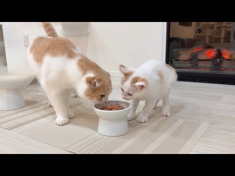 先輩猫にごはんを横取りされた新入り猫がとんでもない行動に出て大変なことに…(YouTube)