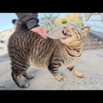 海辺の神社へ行くと、キジトラ猫が元気な声で歓迎してくれた(YouTube)