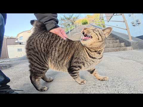 海辺の神社へ行くと、キジトラ猫が元気な声で歓迎してくれた(YouTube)