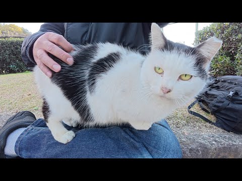 臆病なおかっぱ猫がめちゃくちゃヒビリながらひざの上に座る(YouTube)
