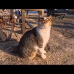 犬みたいに吠える!? ワンワン鳴く不思議な猫が可愛すぎた🐶🐱(YouTube)