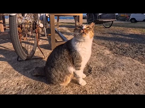 犬みたいに吠える!? ワンワン鳴く不思議な猫が可愛すぎた🐶🐱(YouTube)