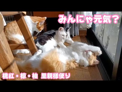 みんにゃ元気？ ことよろニャン   桃紅・椋・柚里親様からのお便り  2026 01 10 2(YouTube)