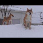 柴犬が犬語で圧をかけてきました…(YouTube)