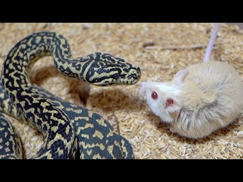 拒食蛇を一瞬で立て直す魔法のネズミが完敗しました(YouTube)
