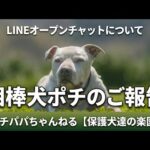 【ライブ】相棒犬ポチのご報告とLINEオープンチャットについて(YouTube)