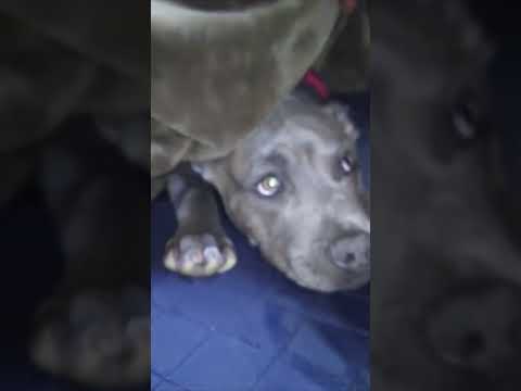 スパーピットブルぴーちゃん降臨！(YouTube)