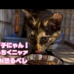 ウマ子にゃん！ 宜しくお願い致します ナツとビビが呼んだかな NNN恐るべし   2026 01 27 1(YouTube)