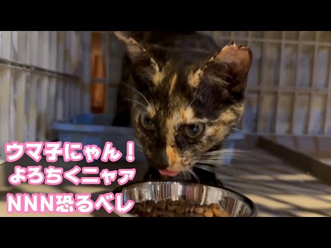 ウマ子にゃん！ 宜しくお願い致します ナツとビビが呼んだかな NNN恐るべし   2026 01 27 1(YouTube)