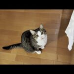 寒い朝でもお父さんが起きてくるのを待ってる猫(YouTube)