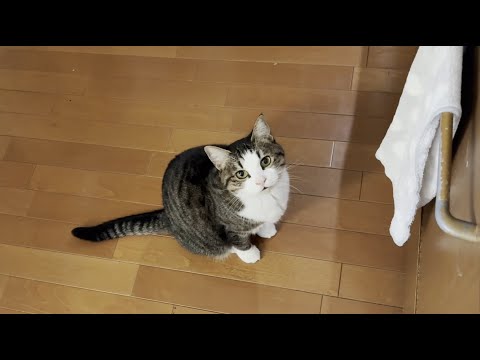 寒い朝でもお父さんが起きてくるのを待ってる猫(YouTube)