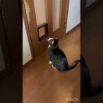 やっと開いたわ(YouTube)