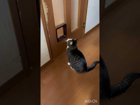 やっと開いたわ(YouTube)