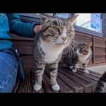 猫島に到着した瞬間、猫たちが桟橋までお出迎えしてくれた(YouTube)