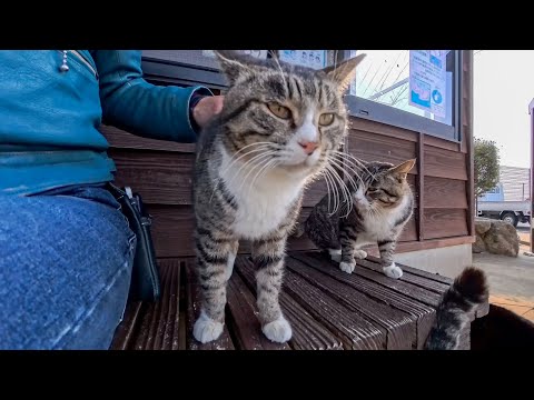 猫島に到着した瞬間、猫たちが桟橋までお出迎えしてくれた(YouTube)