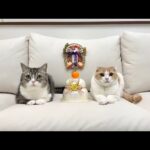 今年の活動について大事なご報告があります。(YouTube)