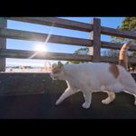 公園の橋の上で出会った猫ちゃんと池の東屋まで一緒にお散歩する(YouTube)