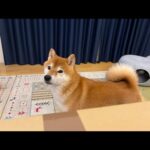 福袋開封！犬用と猫用準備してます🐕🐈‍⬛(YouTube)