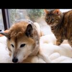 【犬と猫大家族】初雪が降った日はこうなりました(YouTube)